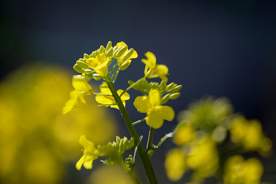 DSC05133.  菜の花