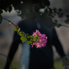 DSC07726. 花かげ