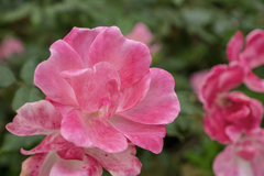 DSC08879. 花小径に咲く花