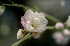 DSC05134. 桃の花