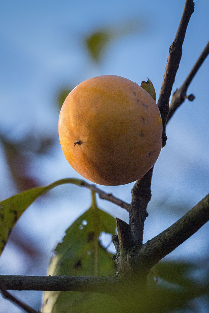 DSC00207. 青空に柿