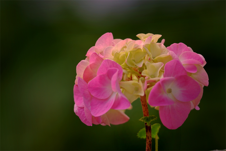 2016ミス紫陽花？