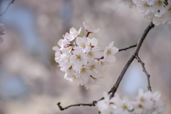 DSC05628-1 華の下にて
