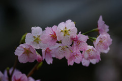 DSC00097  安行桜全員集合