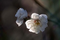 DSC06051  待春