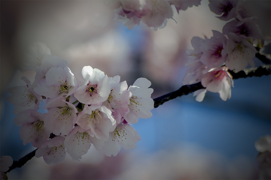 DSC03570枝間に見えた安行桜