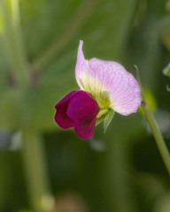 DSC03835 . 追憶　さやえんどうの花