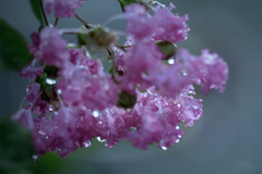 DSC00870  雨に洗われたサルスベリ