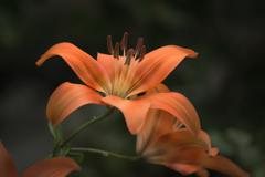 DSC06450 六月の百合-1