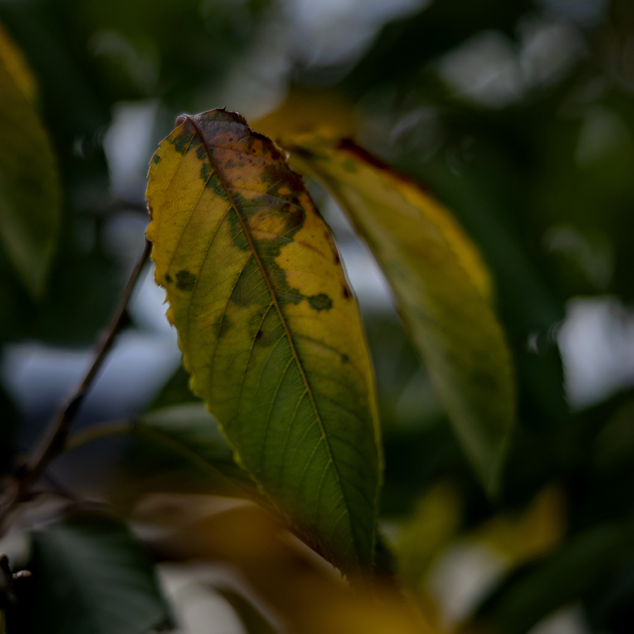 秋の桜の葉