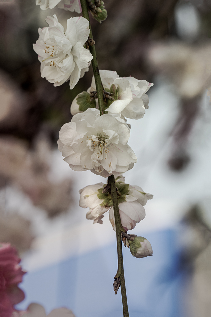 DSC01053. 四月の朝