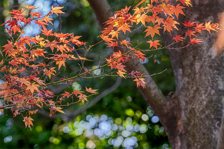 DSC09230.  紅葉と珠玉