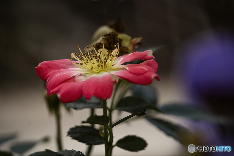 DSC00587 薔薇？