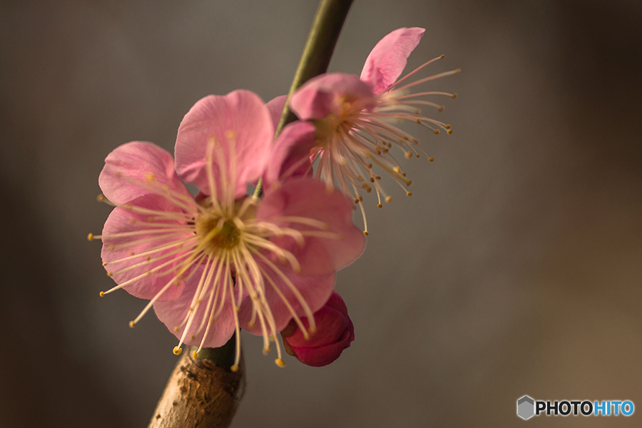 DSC03330河津桜-1