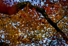 紅葉を仰ぐ