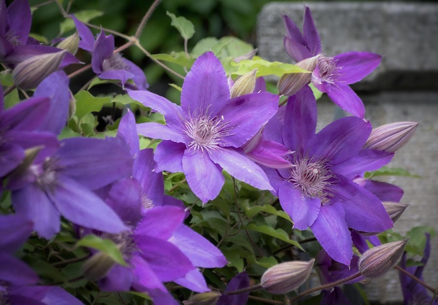 DSC00569. 初夏を彩る