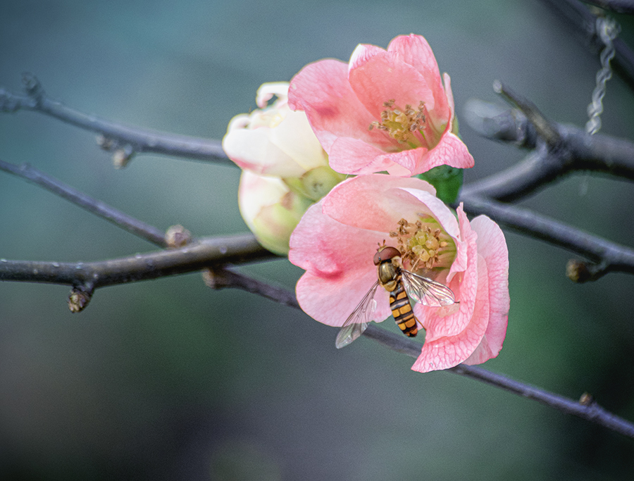 DSC09955. 木瓜に虻