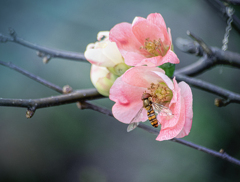 DSC09955. 木瓜に虻