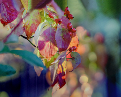 晩秋ハナミズキ  DSC03221