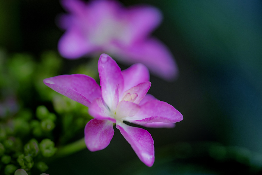 DSC07045 ふんわり額紫陽花