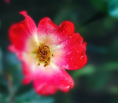DSC03136 赤いバラ