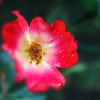 DSC03136 赤いバラ