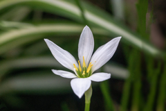 DSC09426. 幽玄タマスダレ