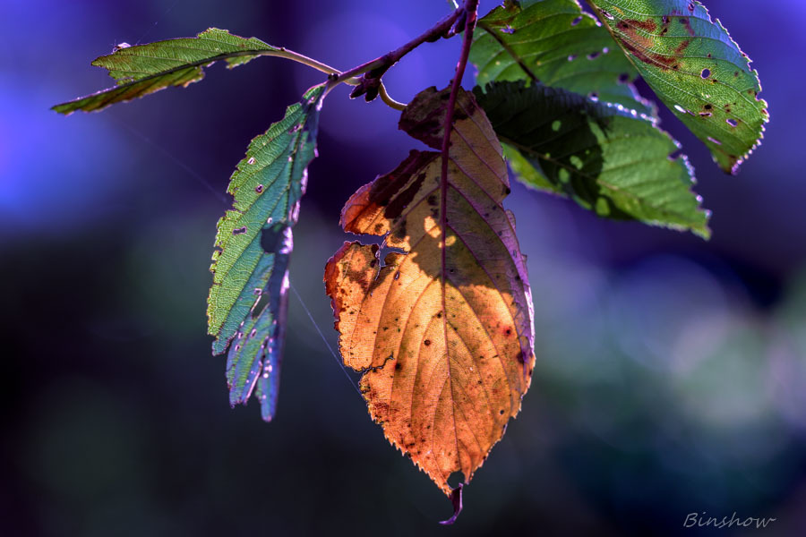 20161113-DSC04318-裏庭にて、名も無く美しく-2