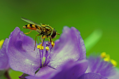 紫露草と蜂-1