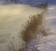 DSC01999-雪に戸惑う鴨-1