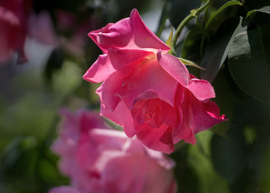 DSC01680 五月の薔薇