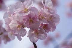DSC07480. 透き通る空と桜