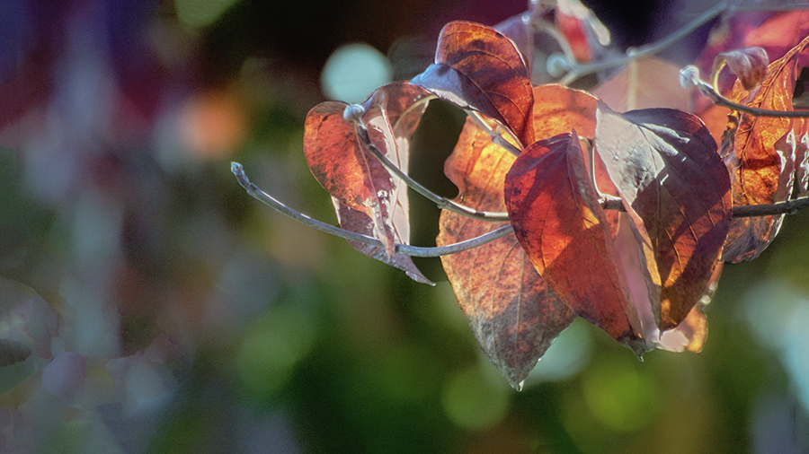 DSC09913. 夢見る頃は過ぎても.