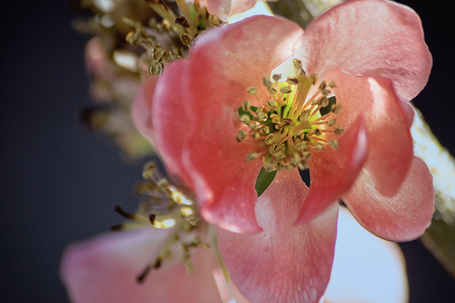 DSC05147. 花の素顔