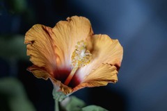 冬のハイビスカス　DSC06486