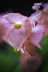 DSC01587  花の名は知らない－その 2