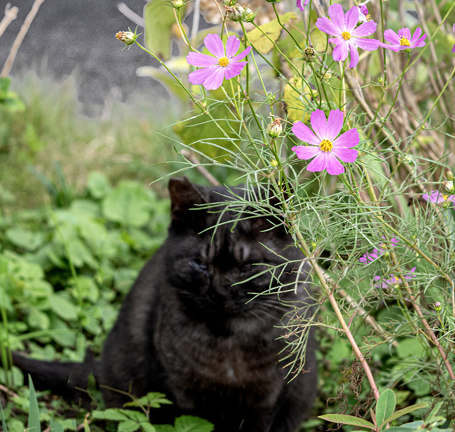 DSC09861. ハイ  ポーズ