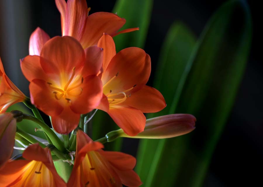 DSC00243 君子蘭-8