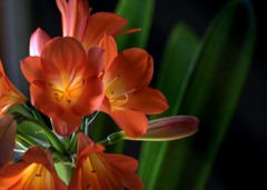 DSC00243 君子蘭-8