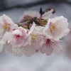 DSC07380 安行桜