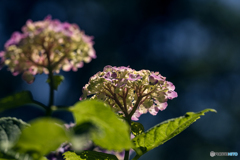 DSC07221土手の紫陽花-5