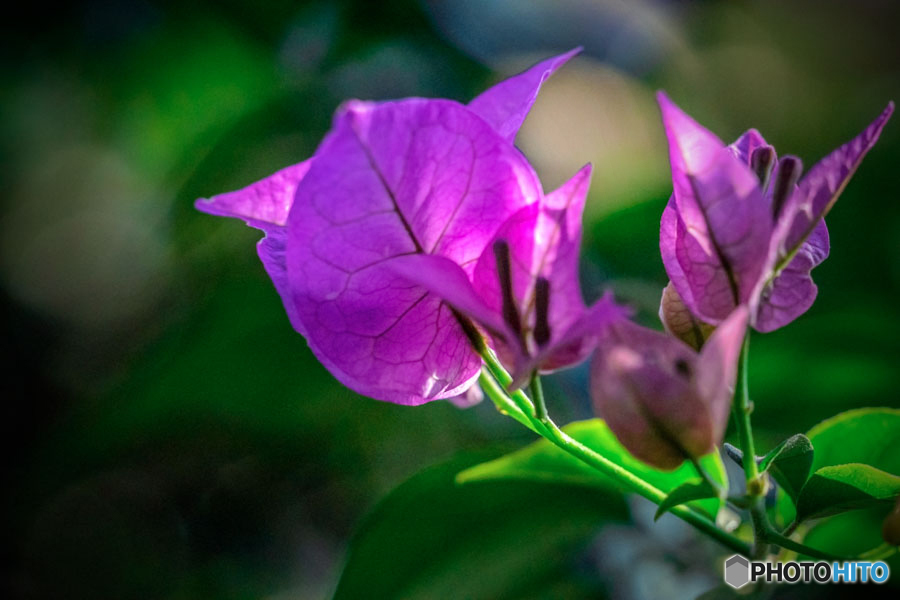 DSC06087-伊豆の植物園で見た花-1