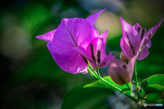 DSC06087-伊豆の植物園で見た花-1