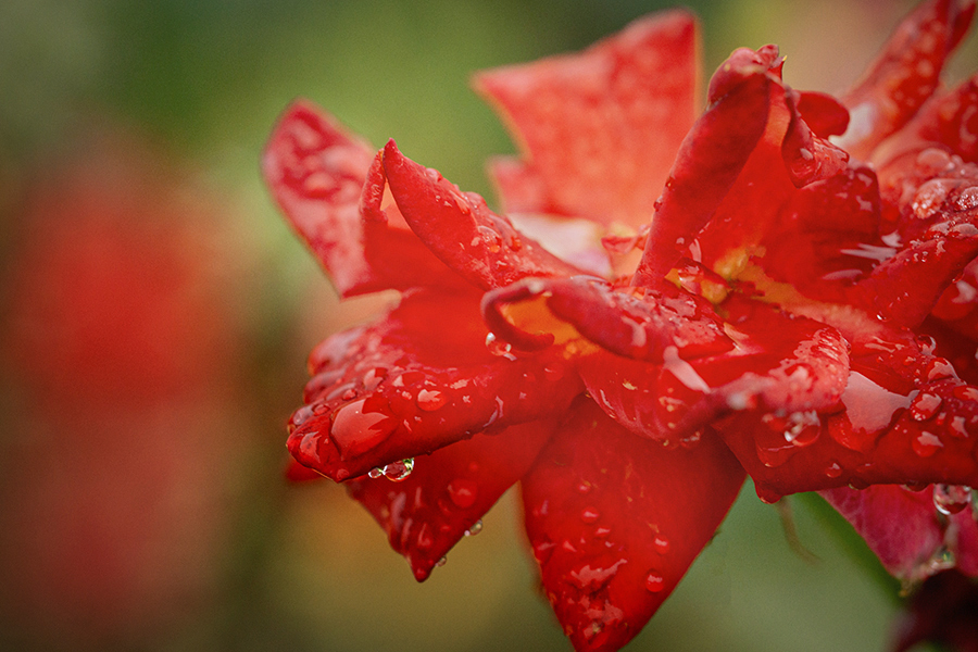 DSC09050. 水も滴る