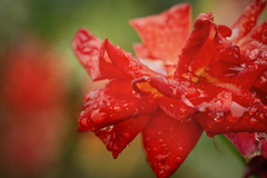 DSC09050. 水も滴る