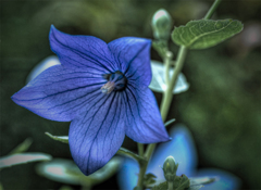 桔梗物語　そのⅠ　長屋に咲いてた桔梗