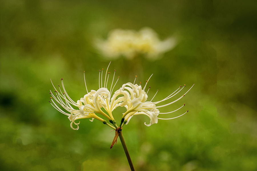 DSC09540. 光るアイボリーホワイト