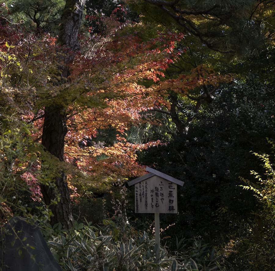 DSC06279.関口芭蕉園の紅葉