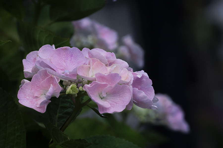 巷で出会ったた紫陽花小町