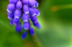 ムスカリ dressed up